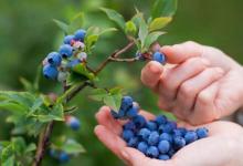 综合研究证实蓝莓和草莓的心脏保护作用