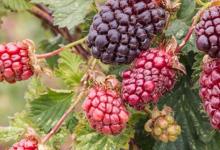 发现波森莓可改善胆固醇 有助于预防心脏病