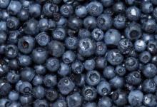 富含花青素的蓝莓可改善肠道健康并减少慢性炎症