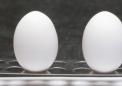 蛋清是低成本生产清洁氢燃料的缺失环节