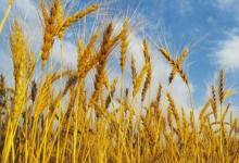 覆盖作物促进和保持冬小麦作物的土壤肥力