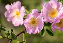 一种野生攀缘玫瑰被发现是治疗糖尿病的有效替代疗法