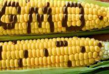 玉米转基因海报作物将很快进行营养改造