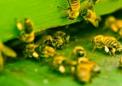 100%的蜜蜂群落食物被发现受到有毒农药的严重污染