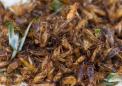 蟋蟀蚱蜢有比牛肉更好的铁和营养来源