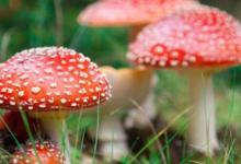 吃蘑菇可以缓解慢性抑郁症 恢复乐观情绪