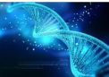 新的基于 CRISPR 的工具可以剪掉有缺陷的基因并用新的基因替换它们