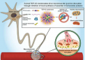 研究人员确定了导致运动神经元疾病 ALS 神经破坏的生物学机制
