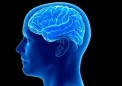 研究发现从大脑纹状体中去除纤毛会损害时间感知和判断