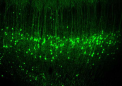感觉运动皮层神经元活动的新发现