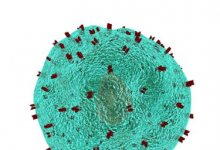 科学家证实天花疫苗还能教会 T 细胞对抗 mpox