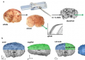 迈向用于 3D 打印生物假体卵巢的墨水开发