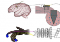 简单的神经网络在控制机器人假肢方面优于更复杂的系统