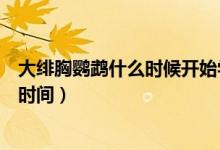 大绯胸鹦鹉什么时候开始学说话（大绯胸鹦鹉学说话的最好时间）