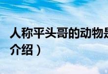 人称平头哥的动物是什么（人称平头哥的动物介绍）