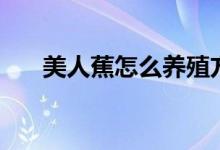 美人蕉怎么养殖方法（美人蕉如何养）