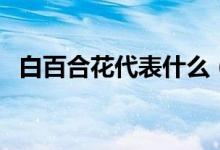白百合花代表什么（白百合花的花语介绍）