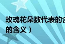玫瑰花朵数代表的含义（关于玫瑰花朵数代表的含义）