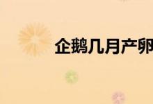 企鹅几月产卵（企鹅产卵时间）