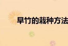 早竹的栽种方法（早竹的栽种技巧）