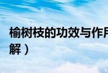 榆树枝的功效与作用（榆树枝的功效与作用详解）
