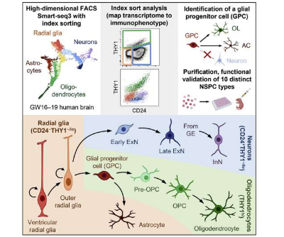 研究人员开发了识别 分类和观察神经干细胞功能的方法
