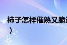 柿子怎样催熟又脆还快（柿子催熟的5种方法）