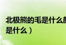 北极熊的毛是什么颜色的（北极熊的毛的颜色是什么）