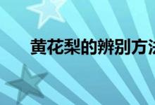 黄花梨的辨别方法（黄花梨如何鉴别）