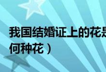 我国结婚证上的花是什么花（我国结婚证上是何种花）