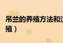 吊兰的养殖方法和注意事项大全（吊兰如何养殖）