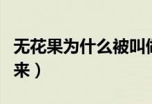 无花果为什么被叫做无花果（无花果名字的由来）