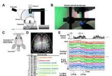 使用虚拟现实研究自闭症的神经网络动力学