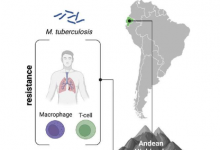 基因组研究揭示了古代安第斯山脉适应结核病的迹象