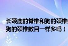长颈鹿的脊椎和狗的颈椎数目一样多吗（长颈鹿的颈椎数和狗的颈椎数目一样多吗）