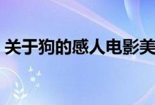 关于狗的感人电影美国（关于狗的感人电影）
