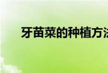 牙苗菜的种植方法（芽苗菜如何种植）