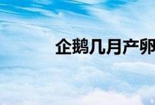 企鹅几月产卵（企鹅产卵时间）