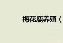 梅花鹿养殖（梅花鹿如何养殖）