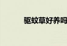 驱蚊草好养吗（驱蚊草怎么养）
