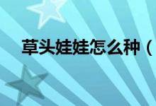 草头娃娃怎么种（草头娃娃的种植方法）