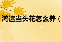 鸿运当头花怎么养（鸿运当头养殖方法介绍）