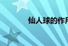仙人球的作用（仙人球简介）