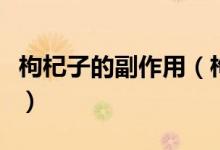 枸杞子的副作用（枸杞子的副作用和不良反应）