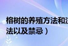 榕树的养殖方法和注意事项教程（榕树养护方法以及禁忌）