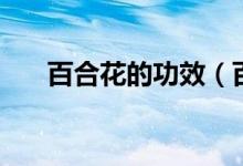 百合花的功效（百合花的功效是什么）