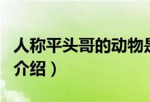 人称平头哥的动物是什么(人称平头哥的动物介绍)