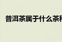 普洱茶属于什么茶种（普洱茶是什么茶种）