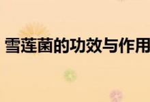 雪莲菌的功效与作用及食用方法（你知道吗）
