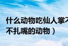 什么动物吃仙人掌不扎嘴蚂蚁庄园（吃仙人掌不扎嘴的动物）